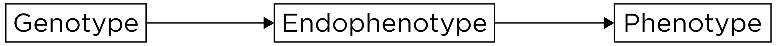 Example of an Intermediate Phenotype.